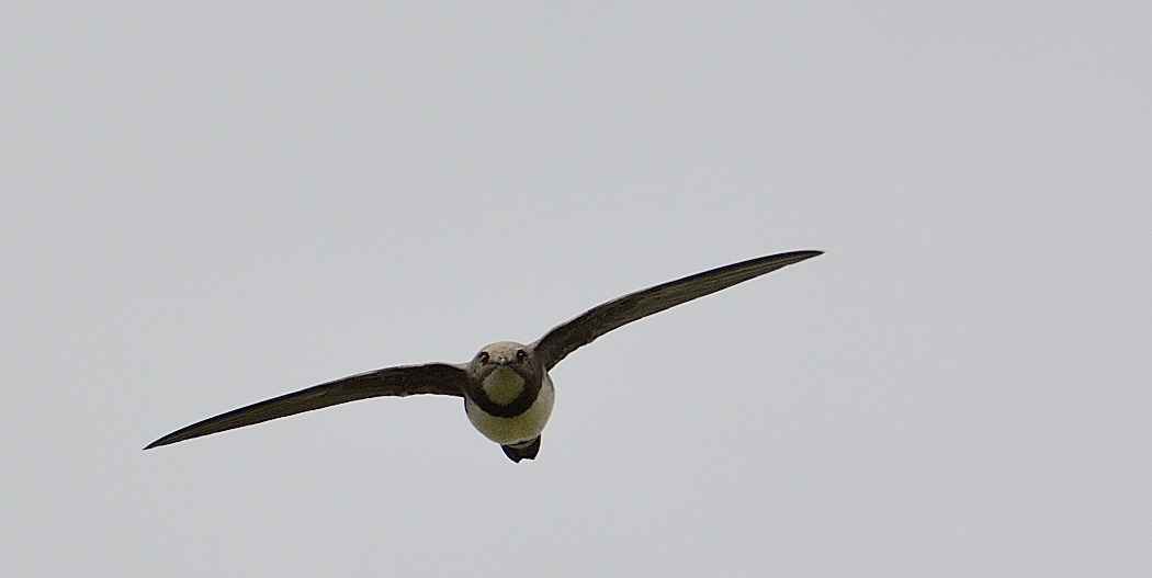 Alpine Swift
